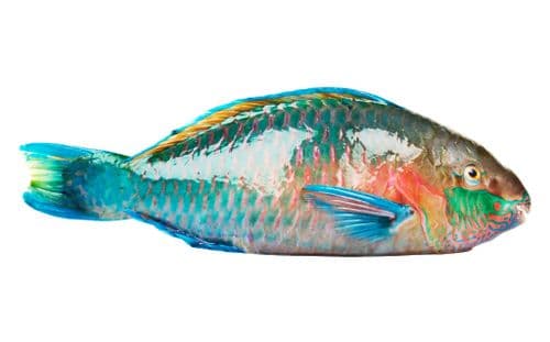 PARROT FISH